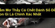 Mơ thấy cá chết đánh con gì? Điềm báo của giấc mơ thấy cá chết