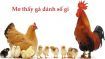 Mơ thấy gà đánh con gì là chính xác nhất