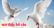Mơ thấy bồ câu đánh con gì? Ý nghĩa giấc mơ này là gì?