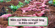 Mơ thấy khoai lang đánh con gì? Ý nghĩa của giấc mơ này