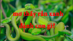 Mơ thấy rắn xanh đánh con gì? Giải nghĩa giấc mơ rắn xanh